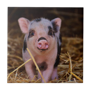 Sweet Cute Pig Tile