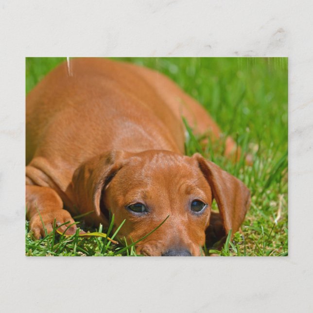 Sweet Daschund Sleeping  Postcard (Front)