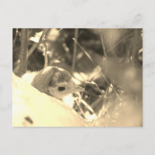 Sweet Dedication - Postcard