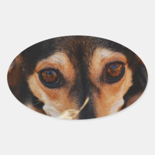 Sweet dog laying in hay oval sticker