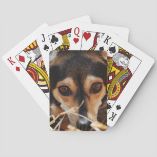 Sweet dog laying in hay playing cards