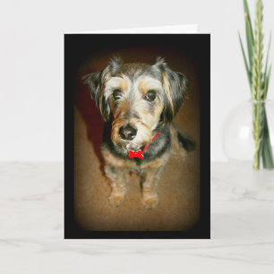 Sweet Dog Thinking Of You Card