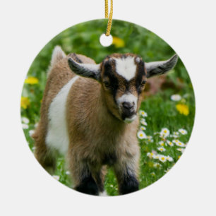 Sweet Dwarf Goat Kid in flowers Ceramic Ornament
