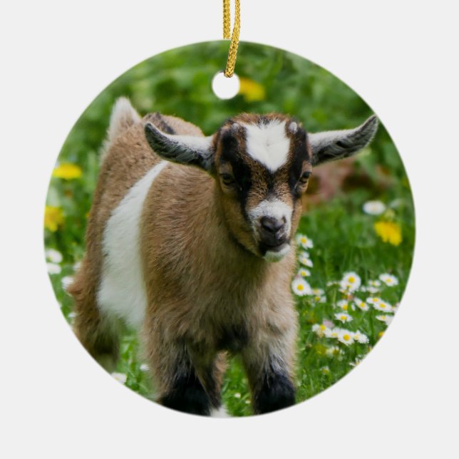 Sweet Dwarf Goat Kid in flowers Ceramic Ornament (Front)
