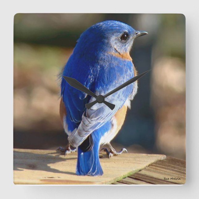 Sweet Eastern Bluebird Square Wall Clock (Front)