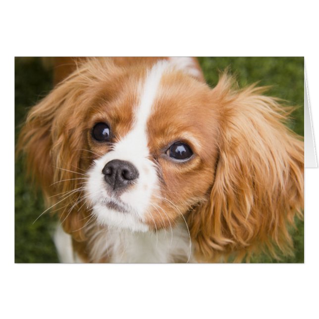 Sweet Eyes King Charles Spaniel carte blanche (Devant horizontal)