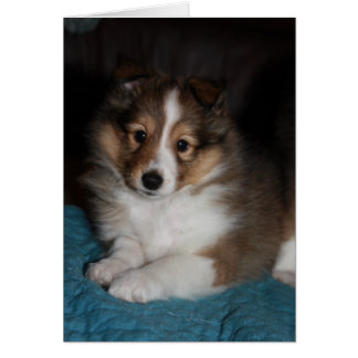 Sweet Face Sheltie (Shetland Sheepdog) Puppy