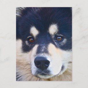 Sweet Finnish Lapphund Postcard
