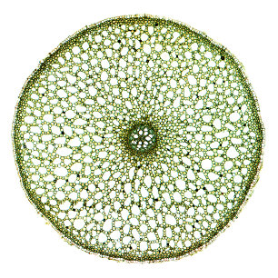 Sweet Flag (Acorus Root) Tote Bag