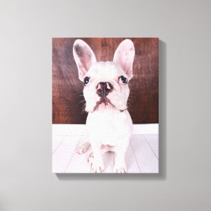 Sweet French Bulldog Puppy Canvas Print