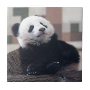 Sweet Giant Panda Baby Tile