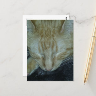 Sweet Ginger Kitty Asleep Postcard