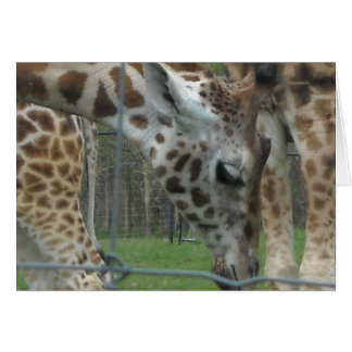 Sweet Giraffe