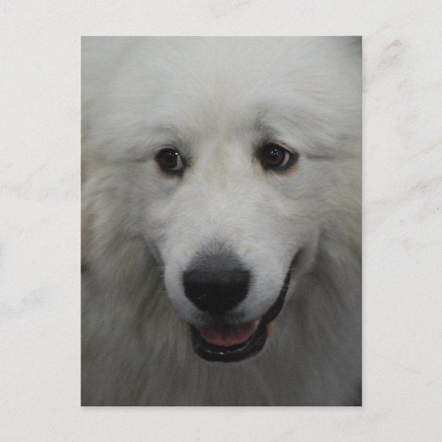 Sweet Great Pyrenees  Postcard (Front)