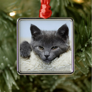 Sweet Grey Cat Face Ornament