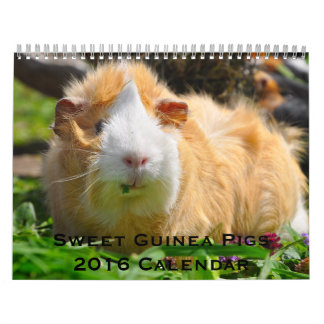 Sweet Guinea Pigs 2016 Calendar