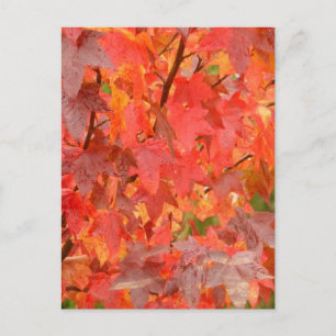 Sweet Gum Leaves Postcard