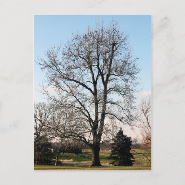 Sweet Gum Tree Postcard (Front)