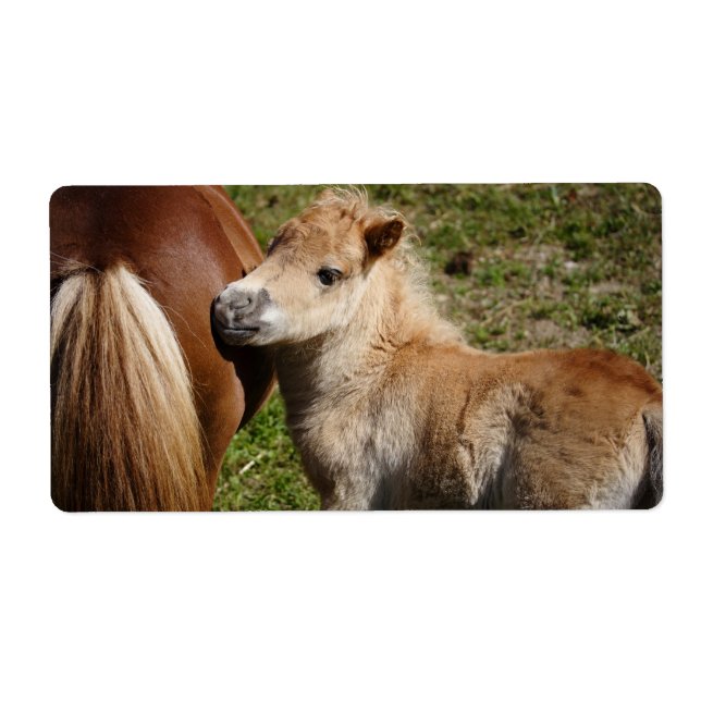 Sweet Haflinger Foal (Devant)