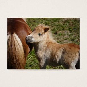 Sweet Haflinger Foal