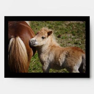 Sweet Haflinger Foal Envelope