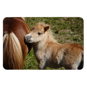 Sweet Haflinger Foal Magnet