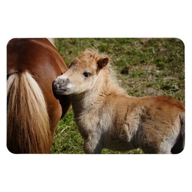 Sweet Haflinger Foal Magnet (Horizontal)