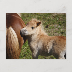 Sweet Haflinger Foal Postcard