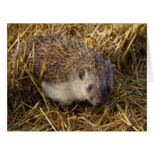 Sweet Hedgehog In Stubble Field