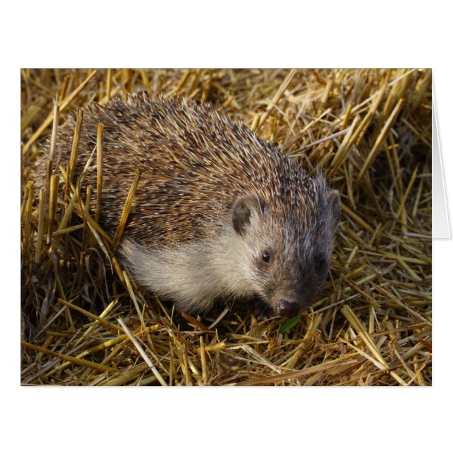 Sweet Hedgehog In Stubble Field (Front Horizontal)