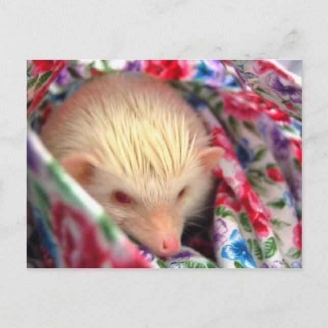 sweet hedgehog postcard (Front)