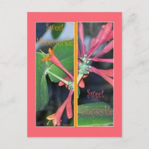 SWEET HONEYSUCKLE BOOKMARKS POSTCARD