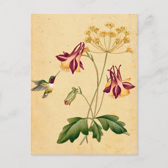 Sweet Hummingbird Vintage Botanical Garden Postcard (Front)