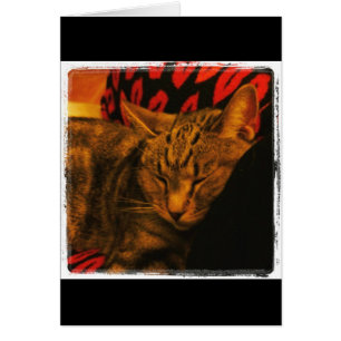 Sweet Indigo Snuggles