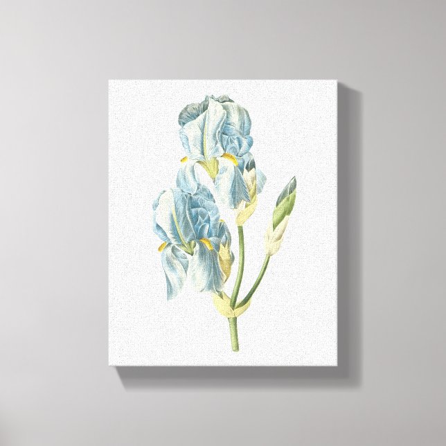 sweet iris(Iris pallida) by Redouté Canvas Print (Front)