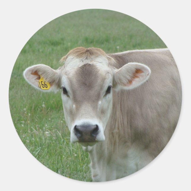 sweet jersey cow classic round sticker (Front)