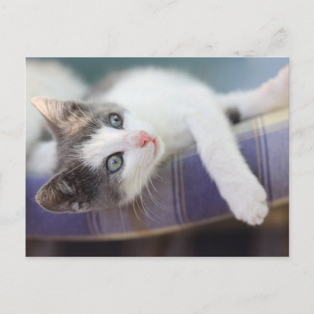 Sweet Kitty In Plaid Bed Postcard (Front)