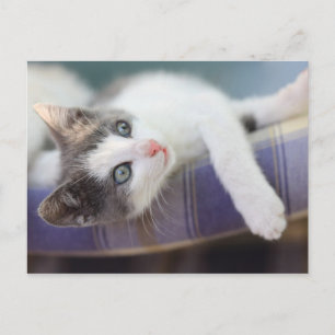 Sweet Kitty In Plaid Bed Postcard
