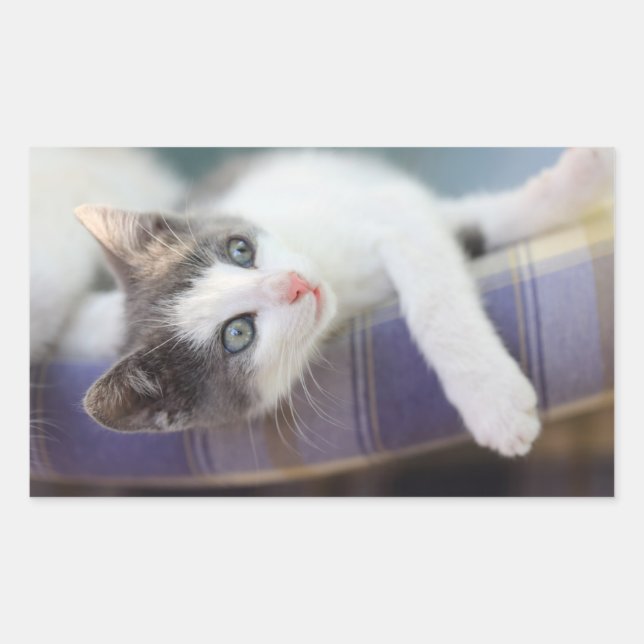 Sweet Kitty In Plaid Bed Sticker (Front)