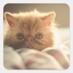 Sweet kitty stay warm square sticker