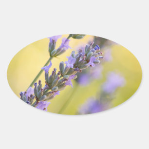 Sweet lavender oval sticker