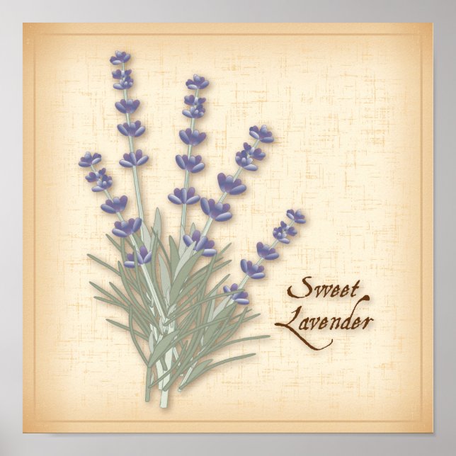 Sweet Lavender Poster (Front)