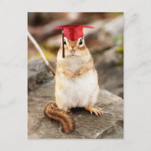 Sweet Little Chipmunk Graduate Announcement Postcard