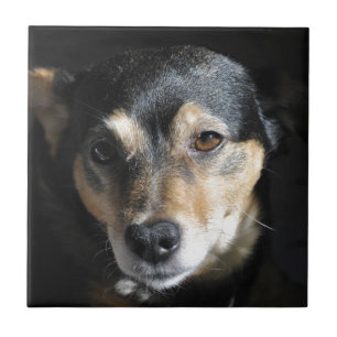 Sweet Little Dog Posing for the Camera Tile