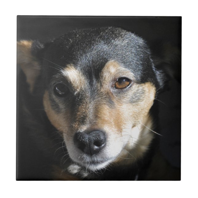 Sweet Little Dog Posing for the Camera Tile (Front)