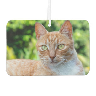 Sweet little kitty air freshener