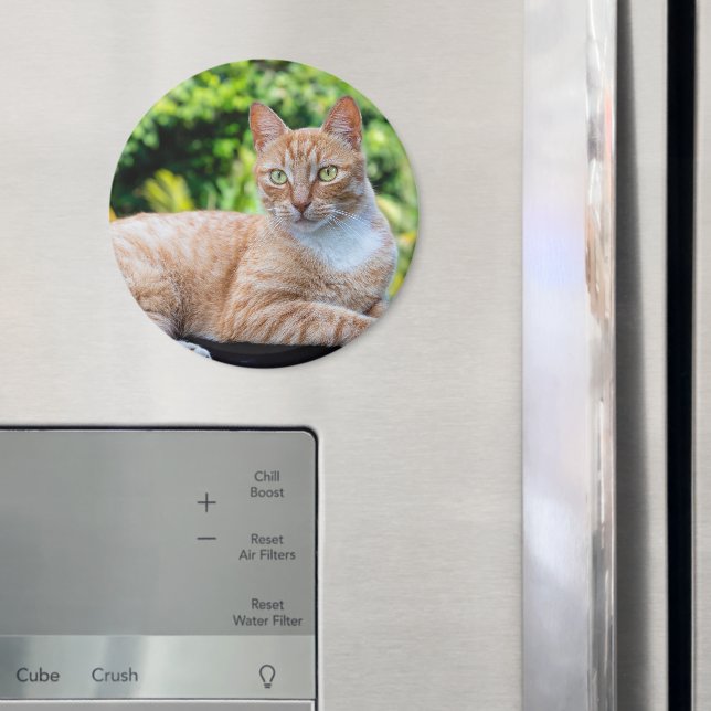 Sweet little kitty magnet (In Situ (Fridge))