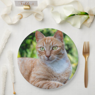 Sweet little kitty paper plate