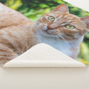 Sweet little kitty sherpa blanket