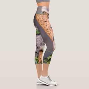 Sweet little koala capri leggings